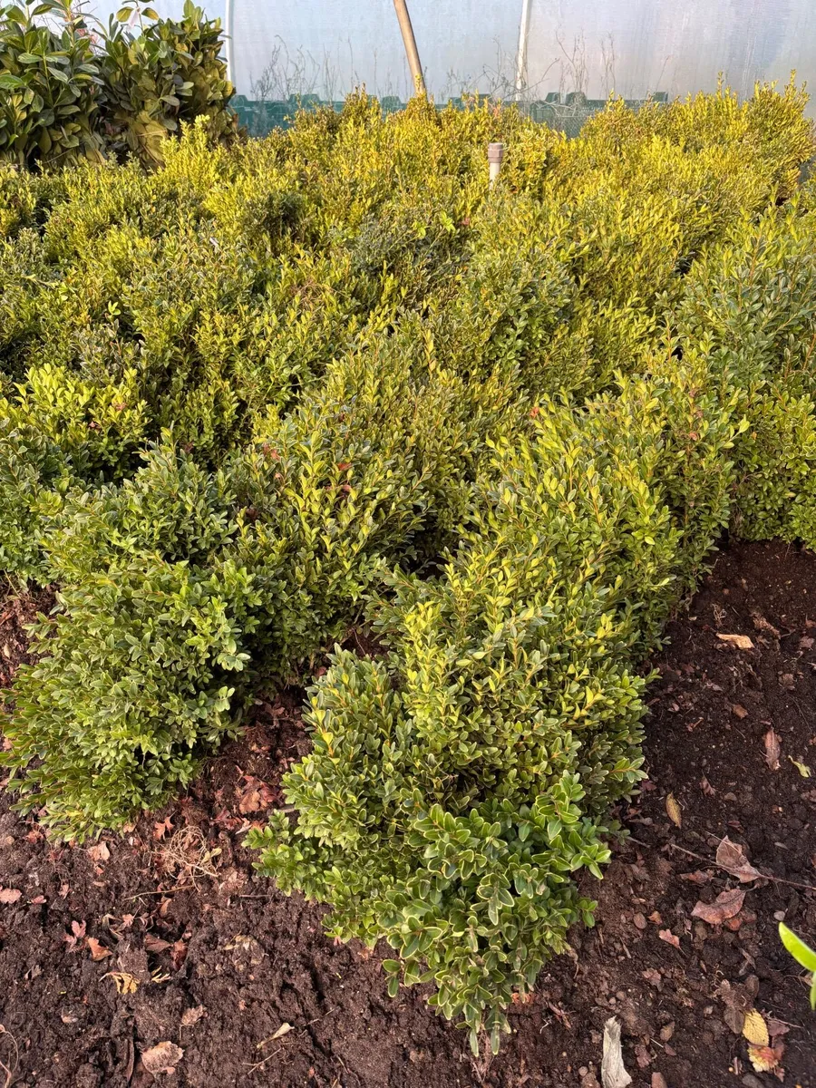 Bare rooted box hedging - Image 1