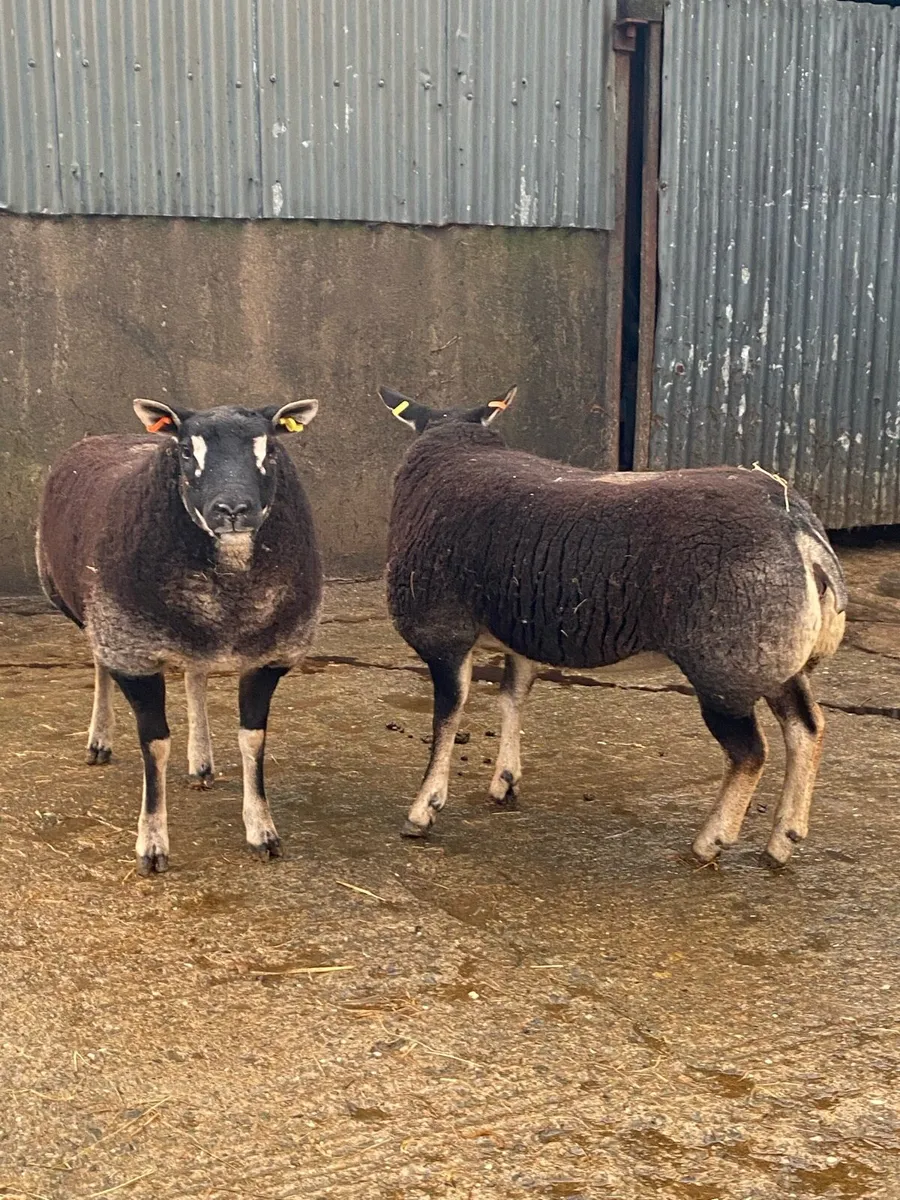 2 ewe lambs - Image 1