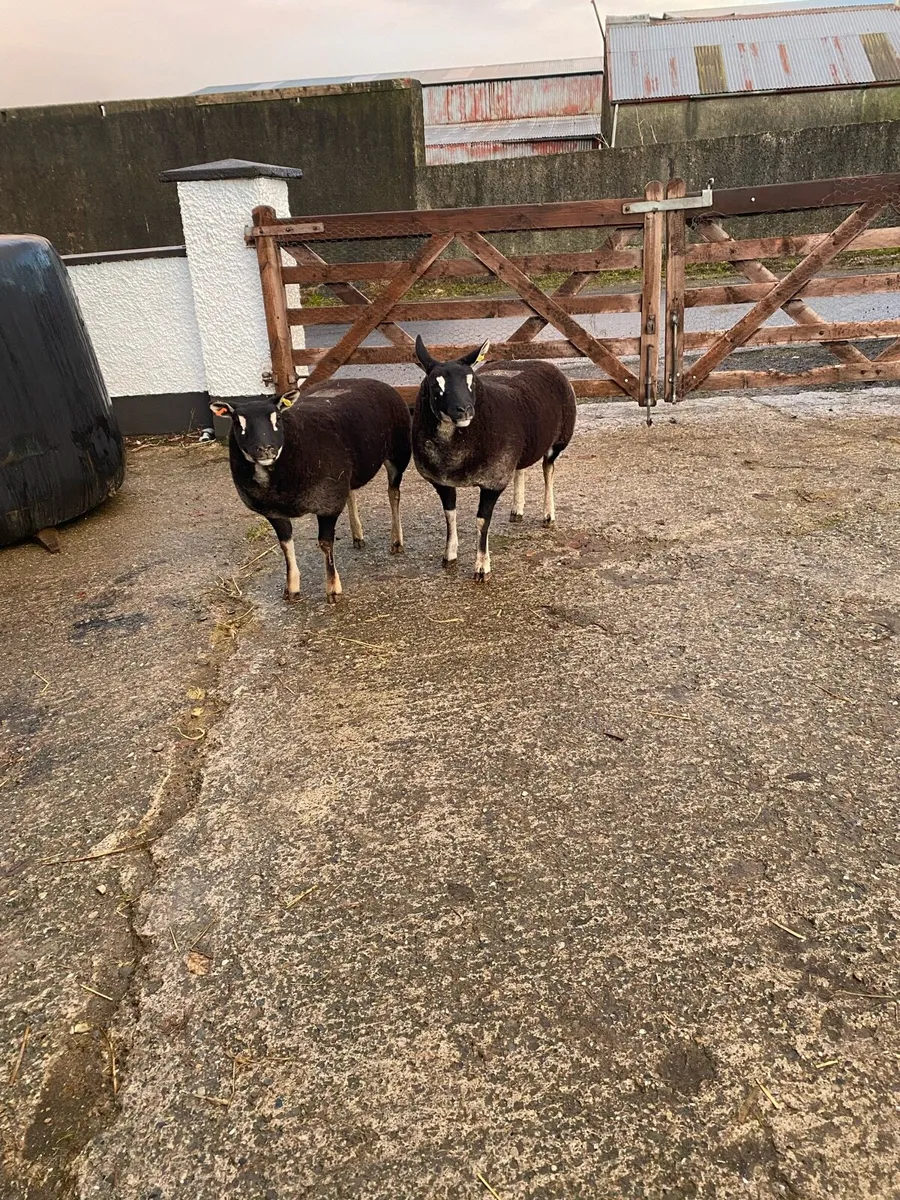2 ewe lambs - Image 2