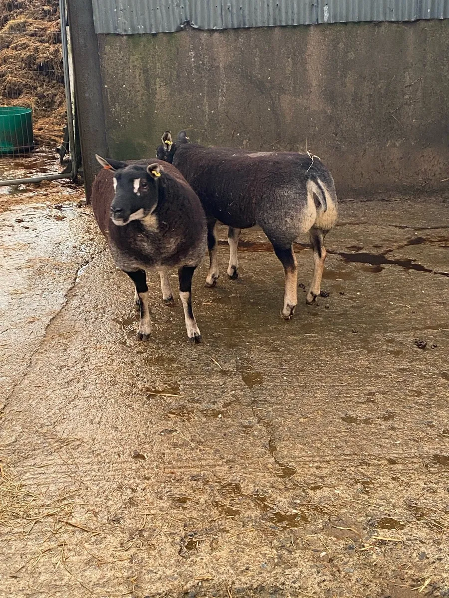 2 ewe lambs - Image 3