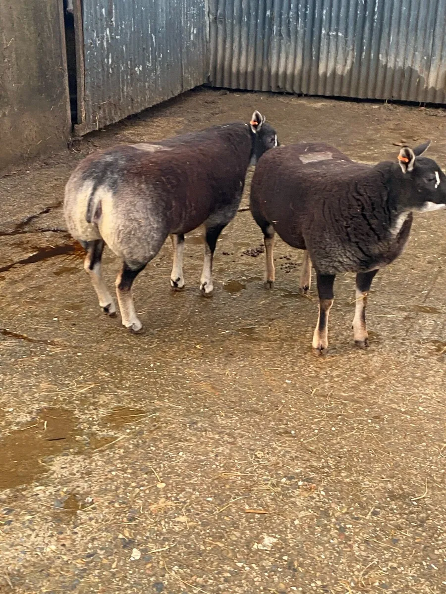 2 ewe lambs - Image 4