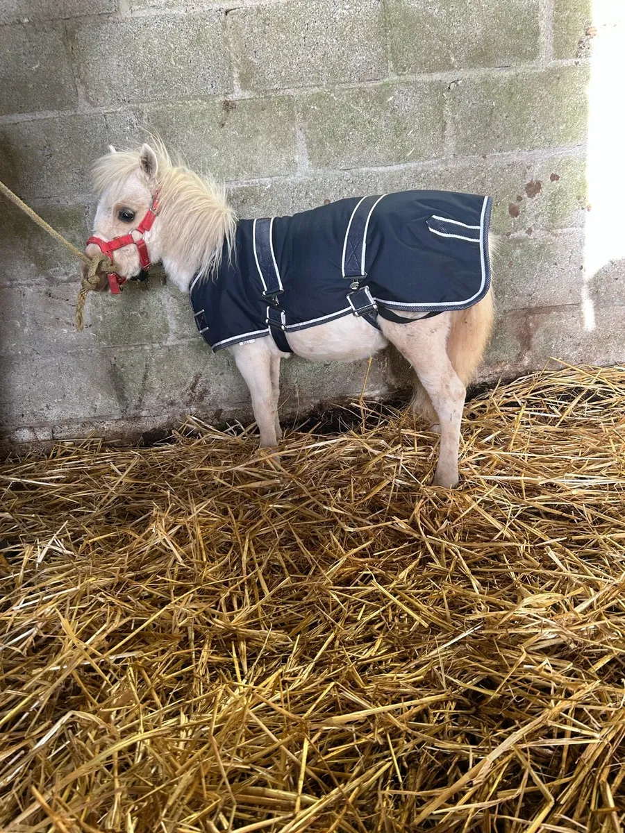 Palomino colt 27inches - Image 1