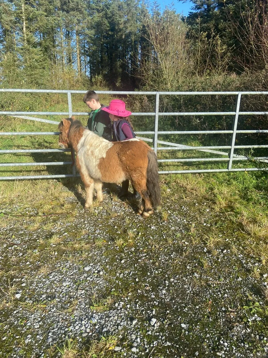 SAFE KIDS MINIATURE PONY €950 - Image 1
