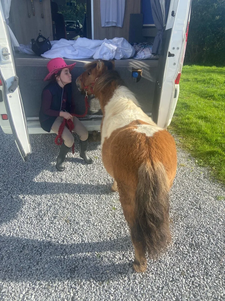 SAFE KIDS MINIATURE PONY €950 - Image 3