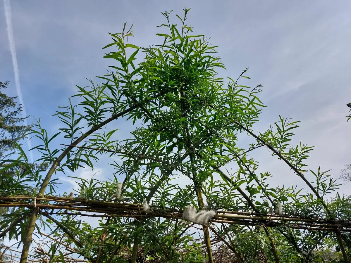 Willow Rods and Willow Cuttings - Image 2