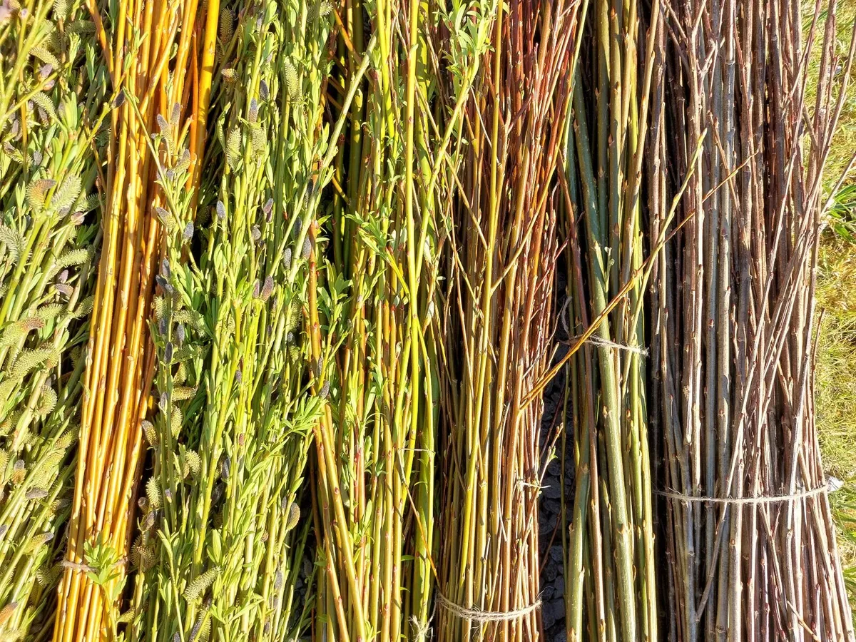 Willow Rods and Willow Cuttings - Image 4