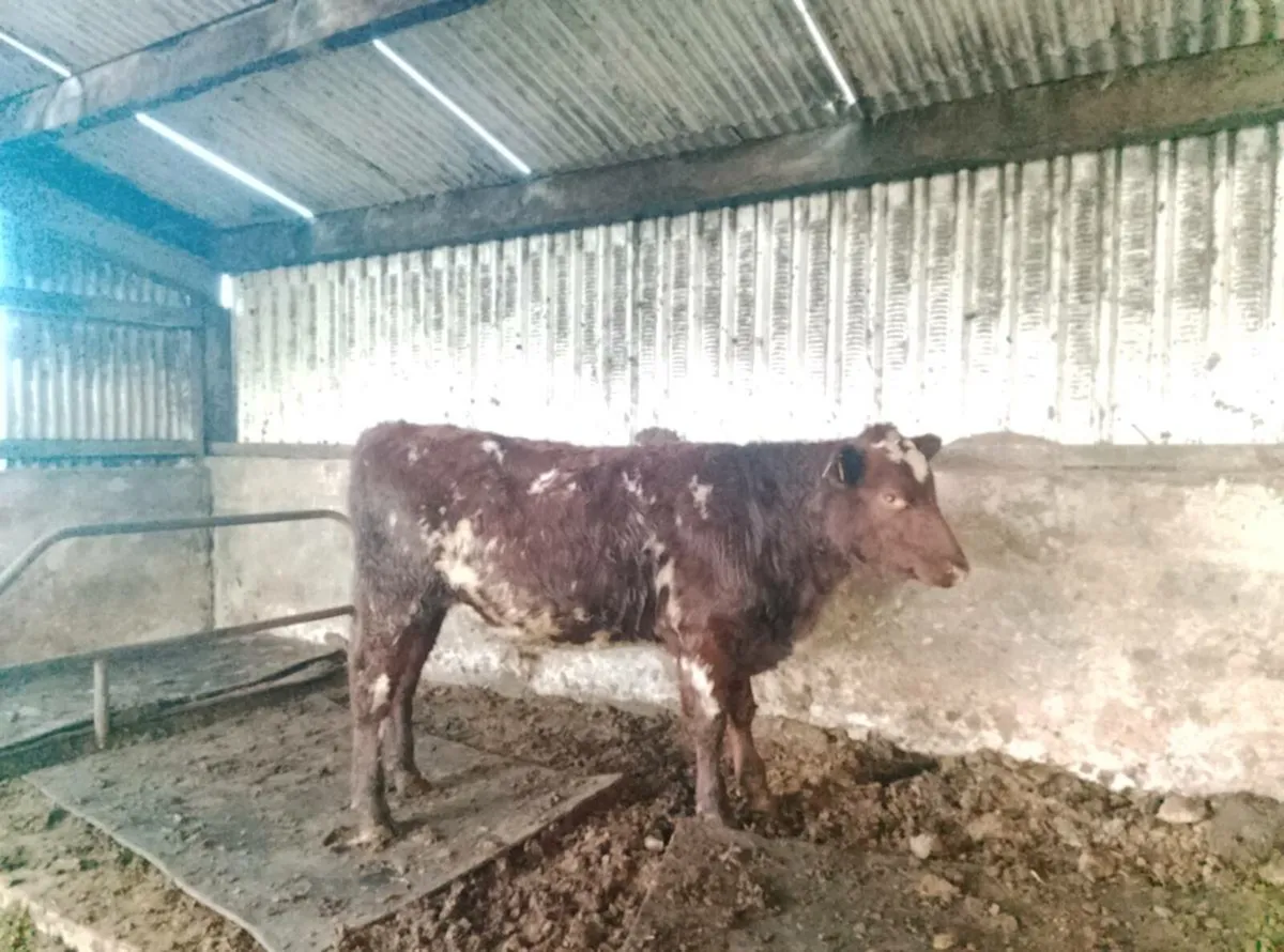 Full symbol organic Dairy shorthorn Bull - Image 1