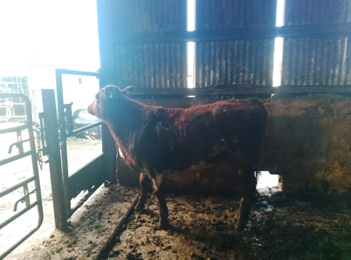 Full symbol organic Dairy shorthorn Bull - Image 2