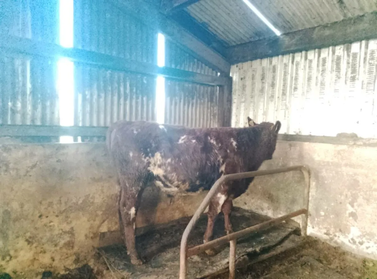 Full symbol organic Dairy shorthorn Bull - Image 3