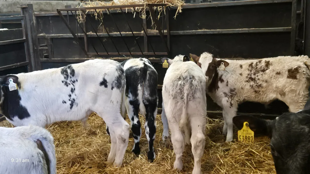 6 Super Belgian blue bull calves for sale - Image 2