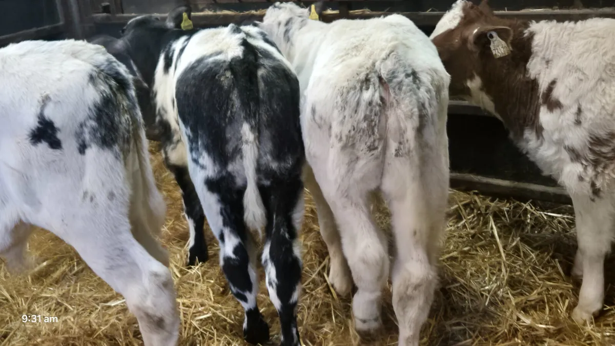 6 Super Belgian blue bull calves for sale - Image 3