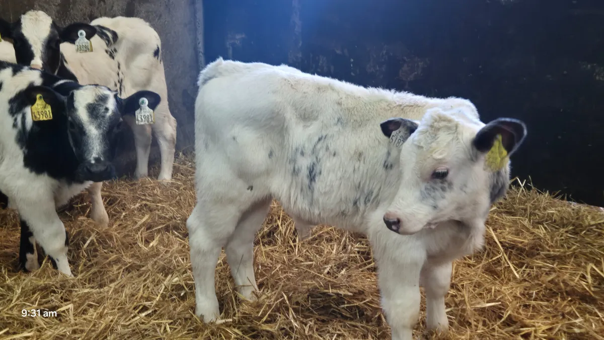 6 Super Belgian blue bull calves for sale - Image 1