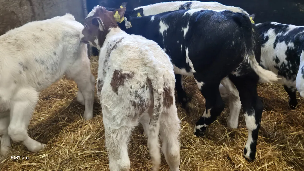 6 Super Belgian blue bull calves for sale - Image 4