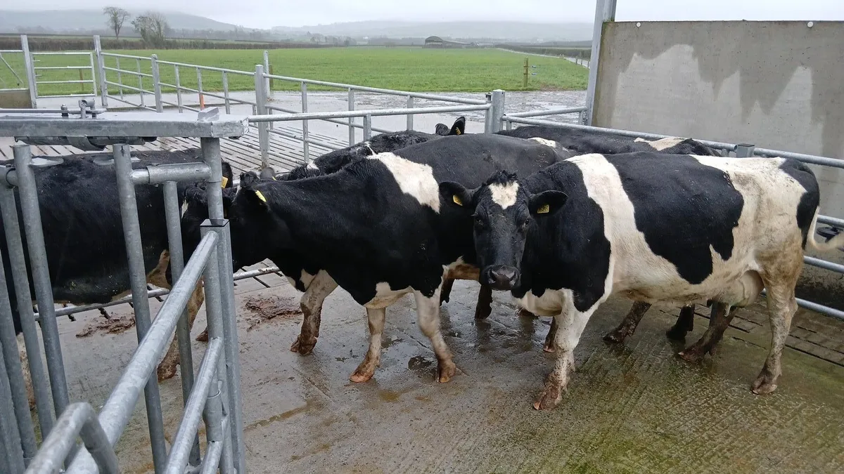 Empty Fresian cows - Image 1