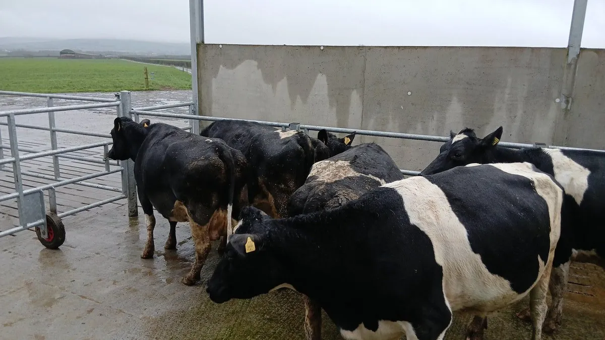 Empty Fresian cows - Image 2