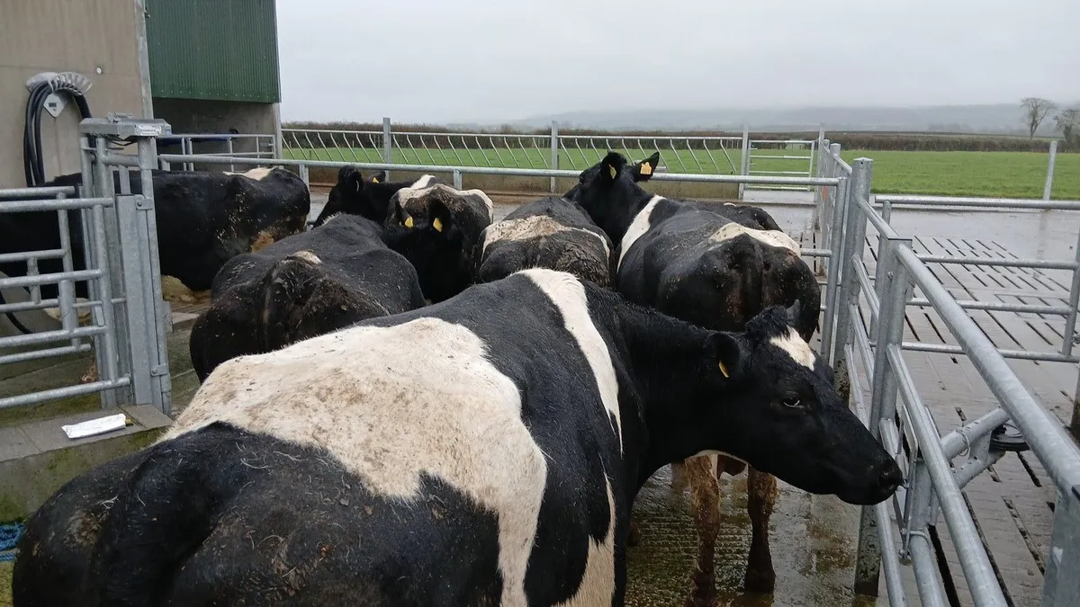 Empty Fresian cows - Image 3