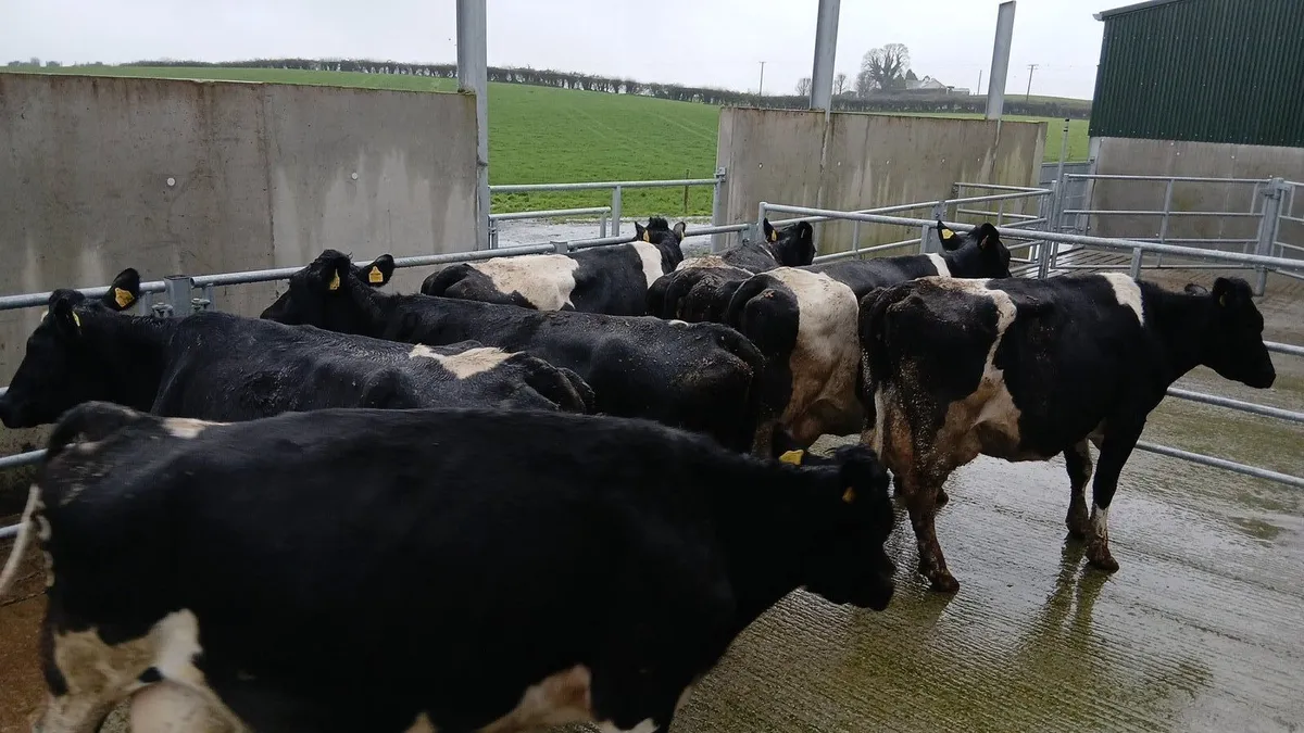 Empty Fresian cows - Image 4