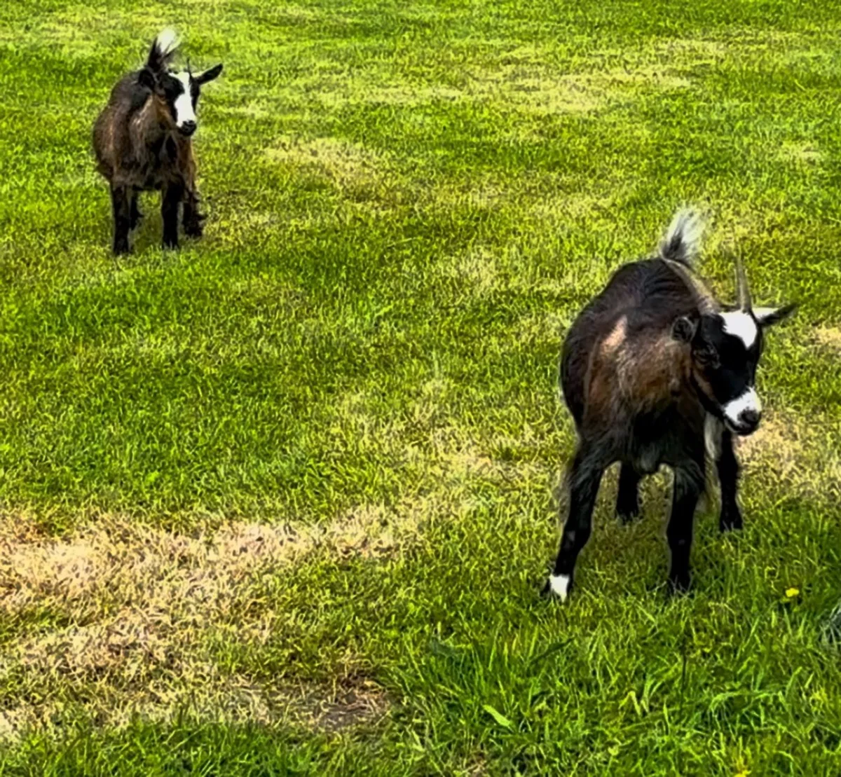 Pygmy Goats - Image 2