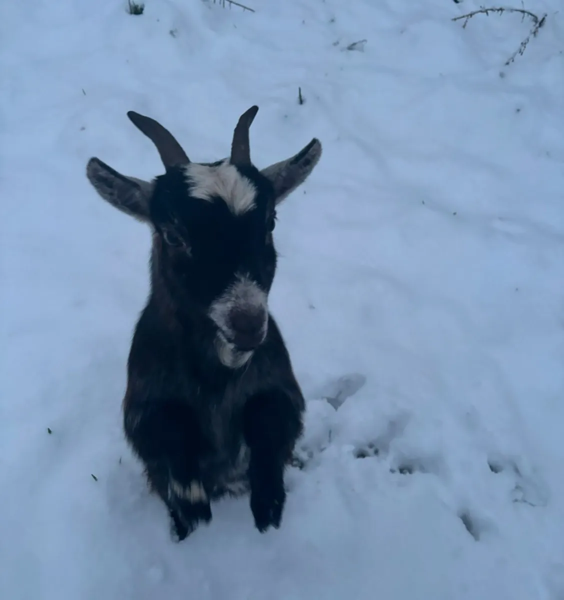 Pygmy Goats - Image 3