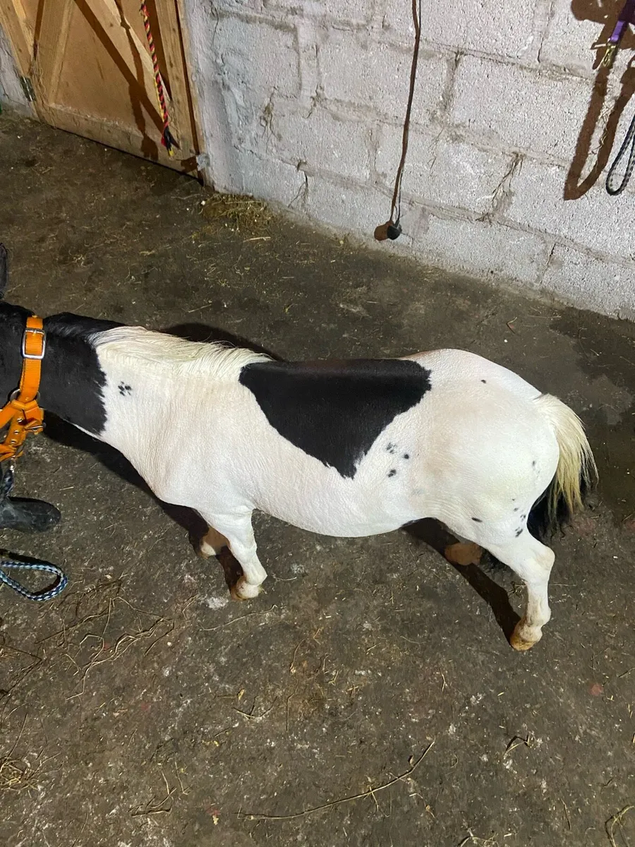 LOOK AT ❤️CUPID❤️ - Image 2