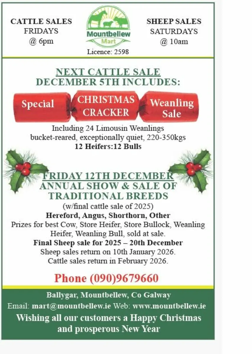 Special Christmas Cracker Weanling Sale