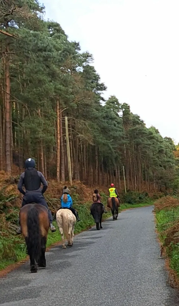 6yr old 12'2 Pony - Image 2