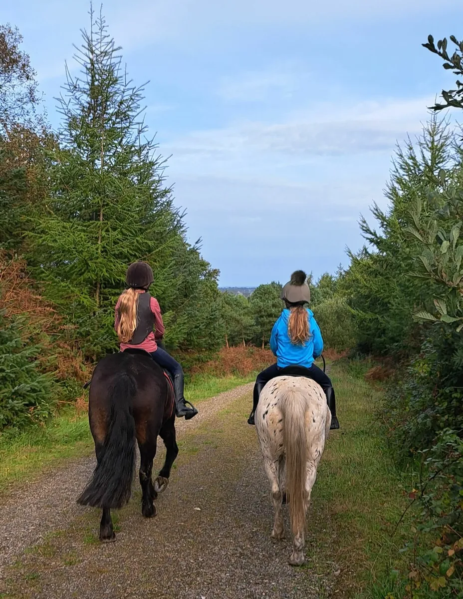 6yr old 12'2 Pony - Image 4