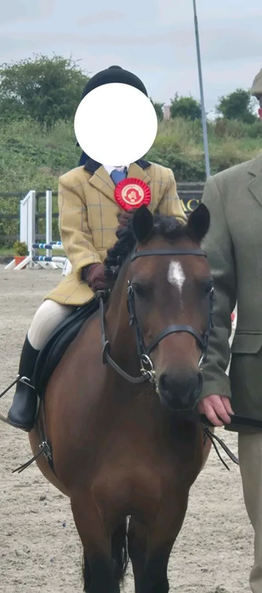 Lead rein Pony - Image 1