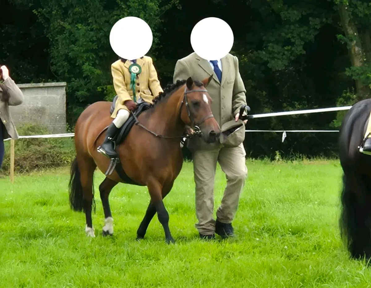 Lead rein Pony - Image 2