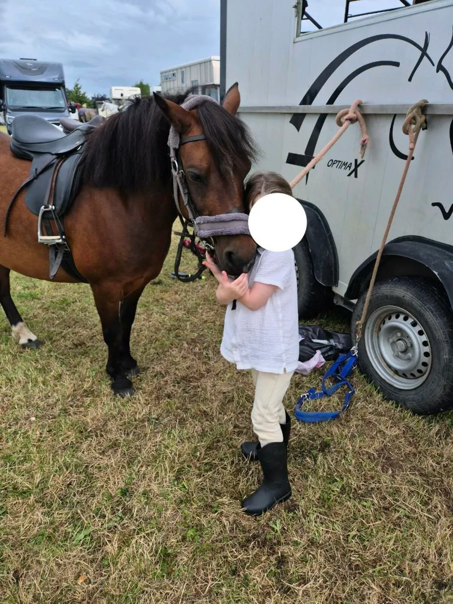 Lead rein Pony - Image 3