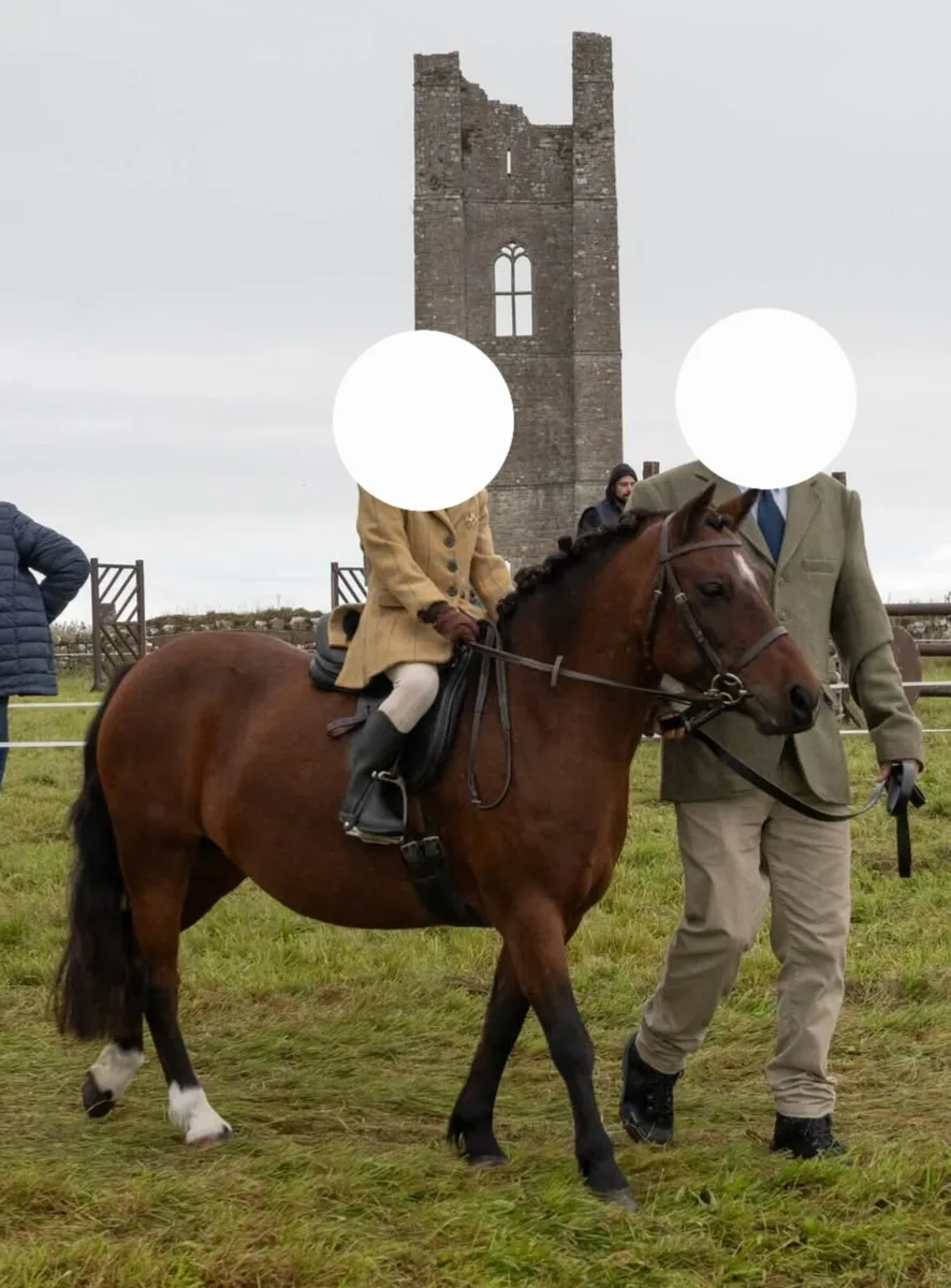 Lead rein Pony - Image 4