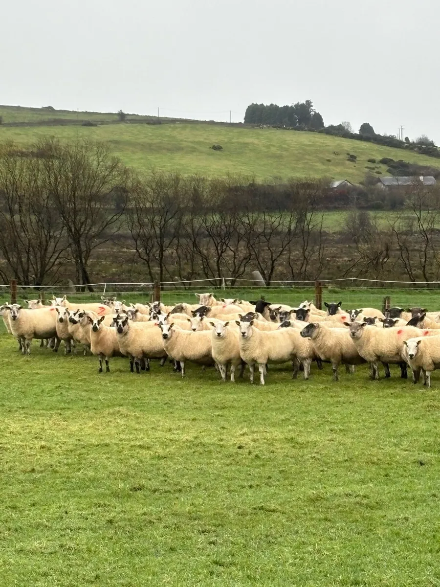 Inlamb ewes - Image 1