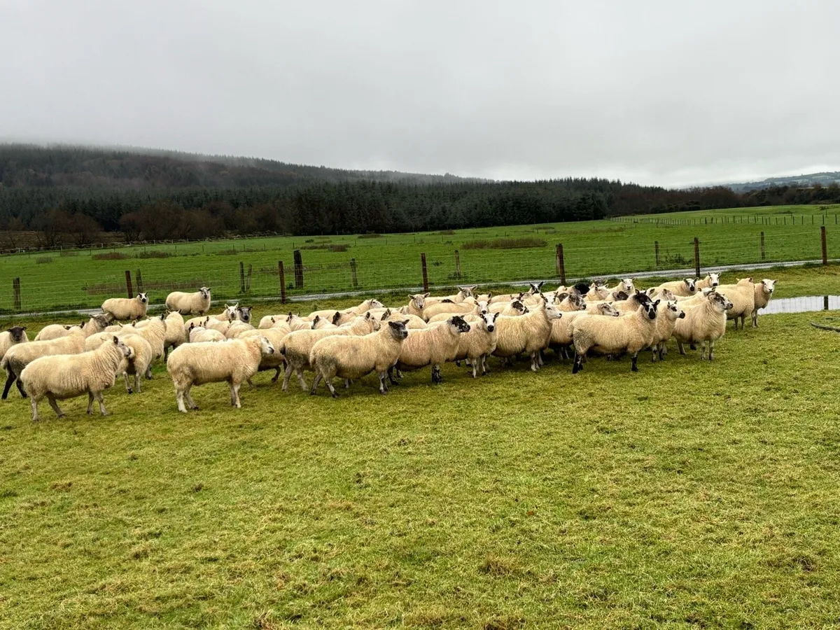 Inlamb ewes - Image 2