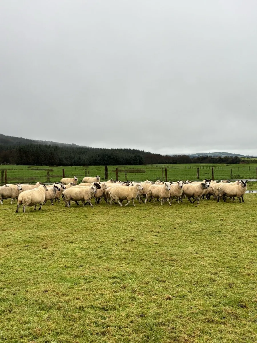 Inlamb ewes - Image 3