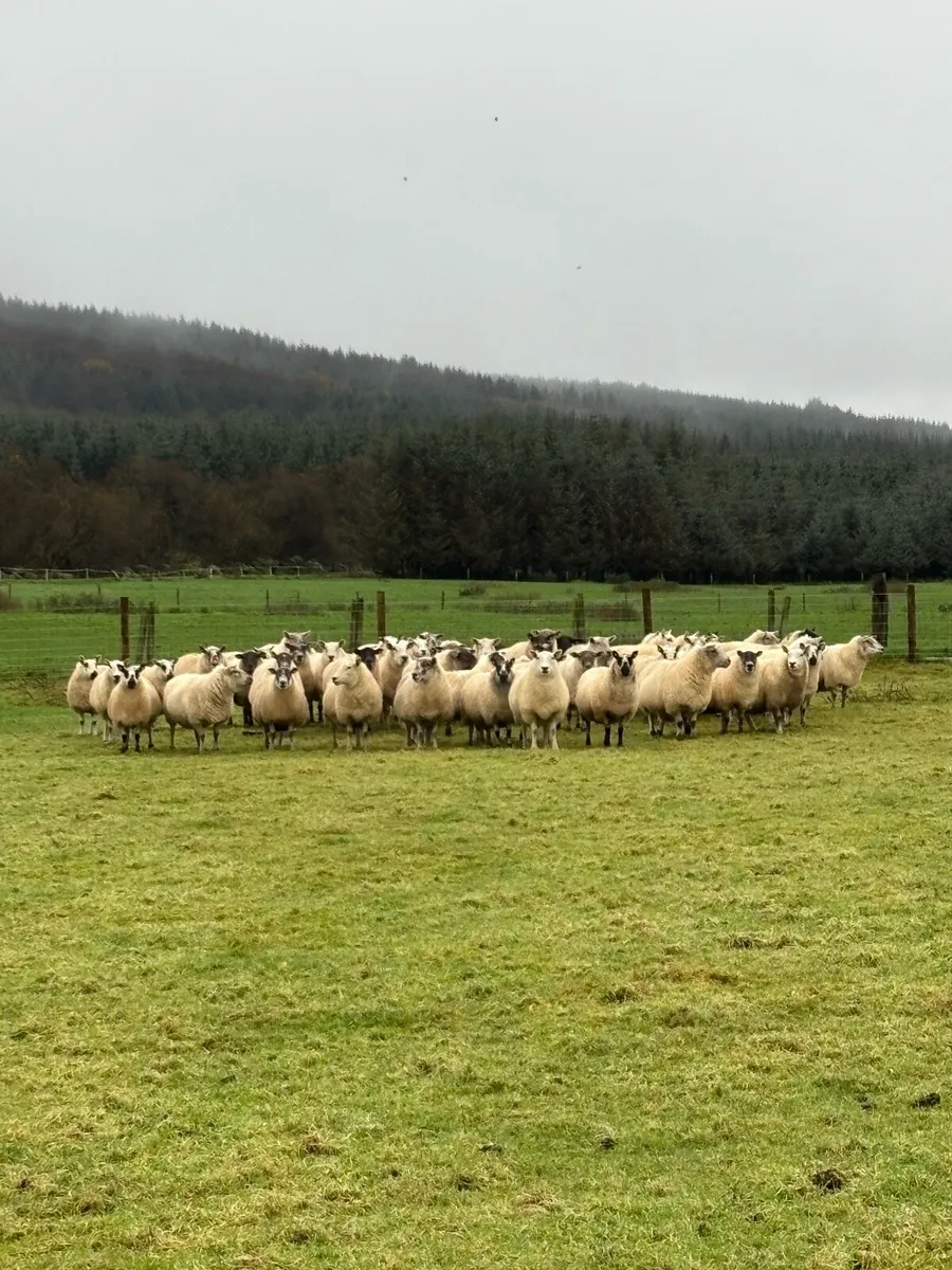 Inlamb ewes - Image 4