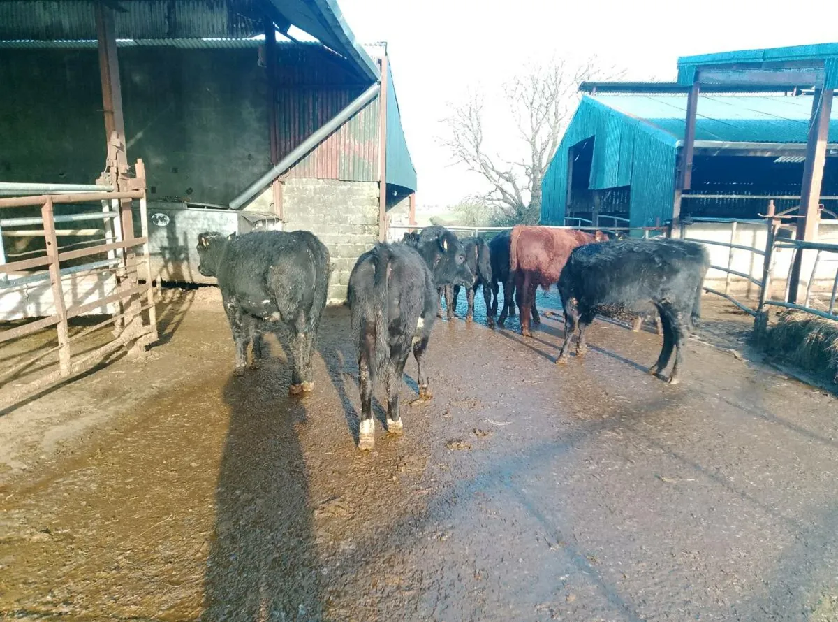 Organic weanlings - Image 1