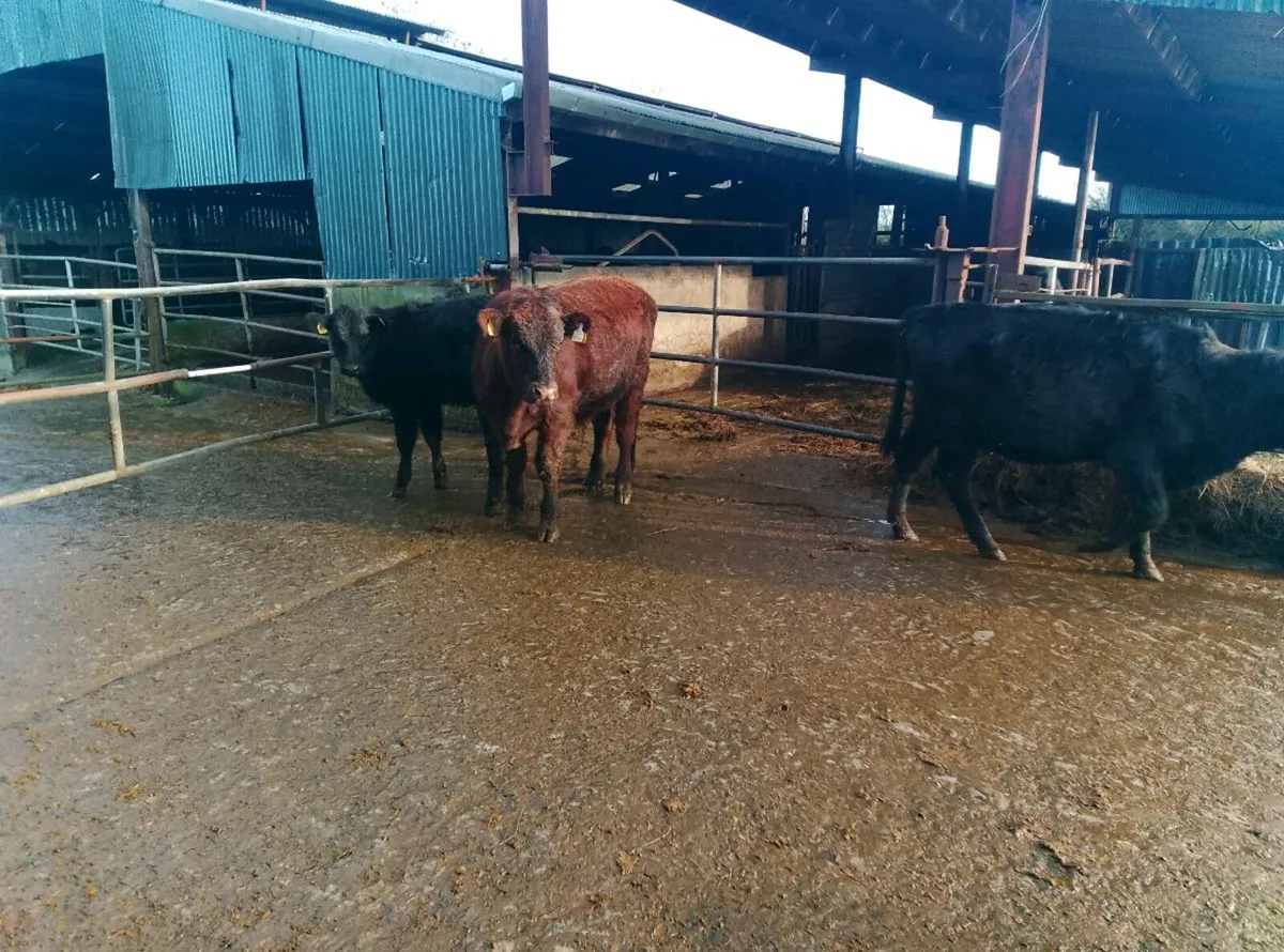 Organic weanlings - Image 3