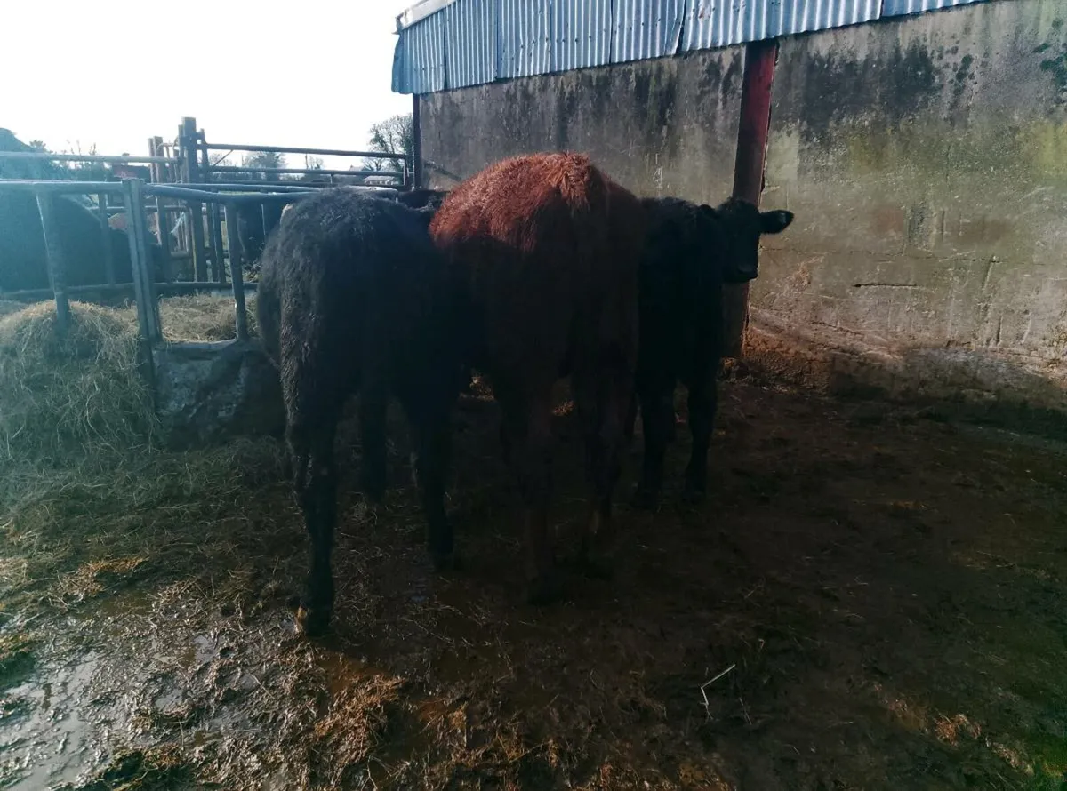 Organic weanlings - Image 4