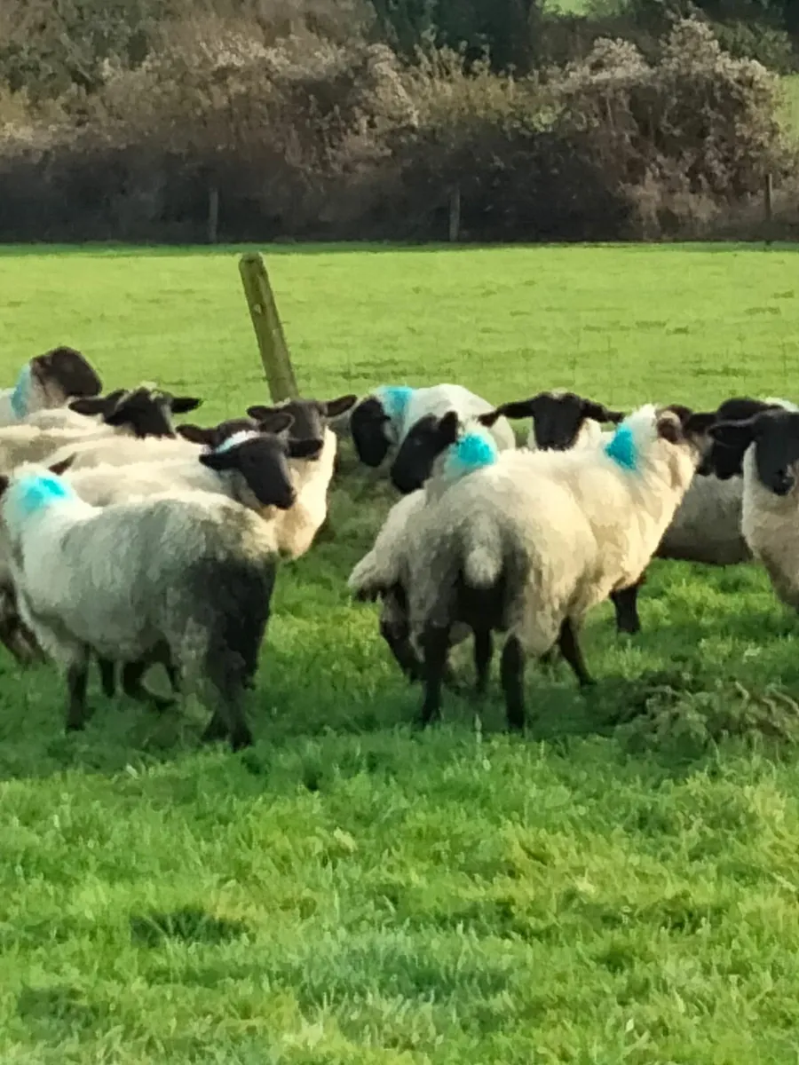 LAMBS FOR SALE - Image 2