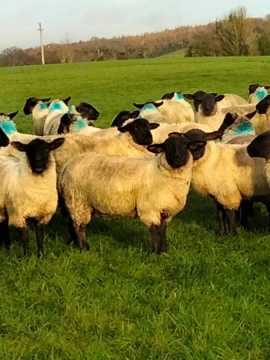 LAMBS FOR SALE - Image 1