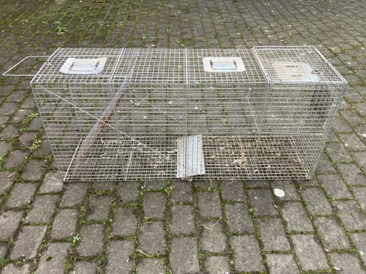 Humane fox trap