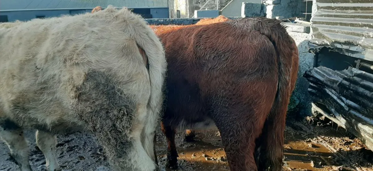 3 in-calf  heifers - Image 2