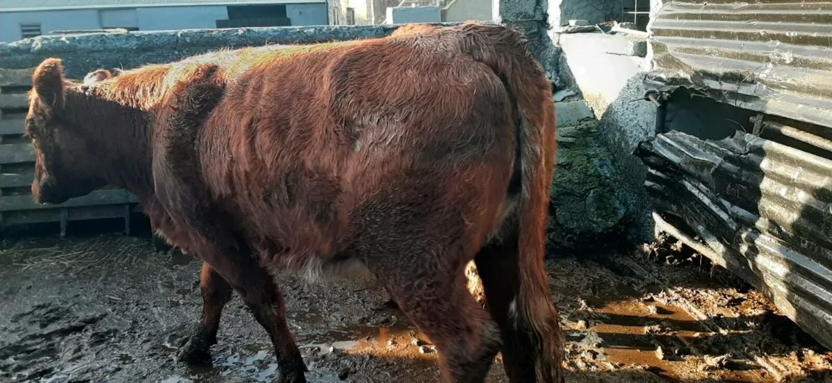 3 in-calf  heifers - Image 3