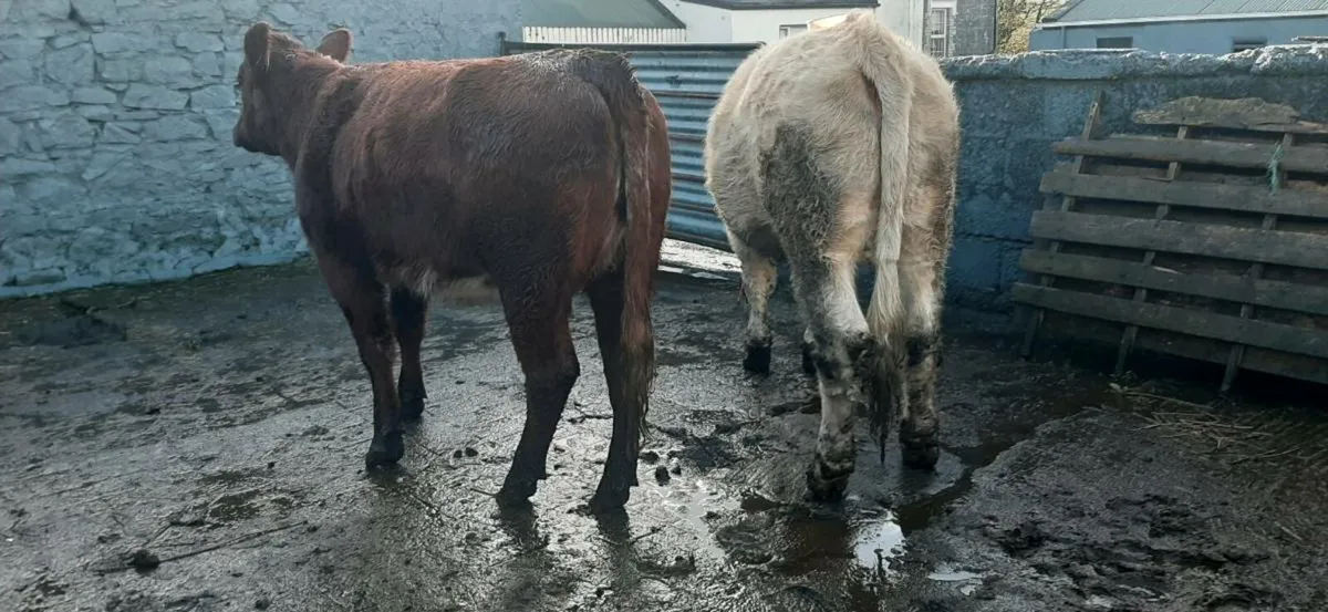 3 in-calf  heifers - Image 1