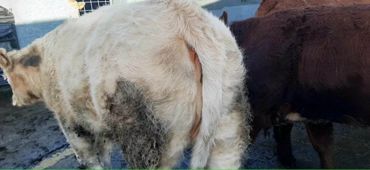 3 in-calf  heifers - Image 4