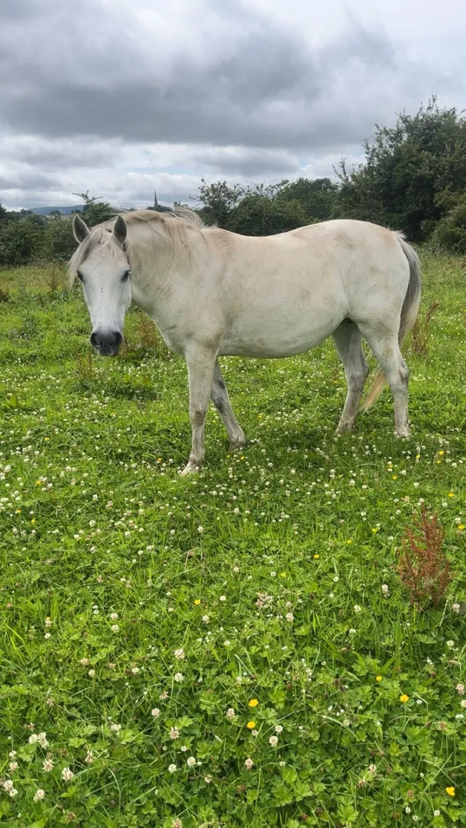 Class 1 Connemara Broodmare - Image 1