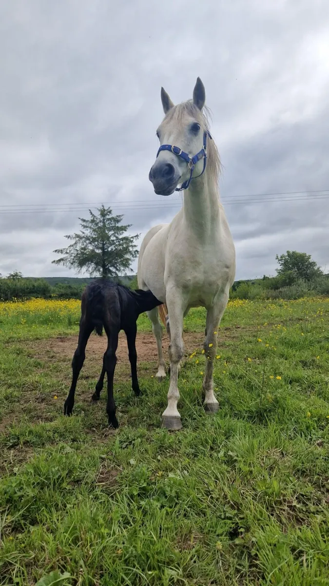 Class 1 Connemara Broodmare - Image 2