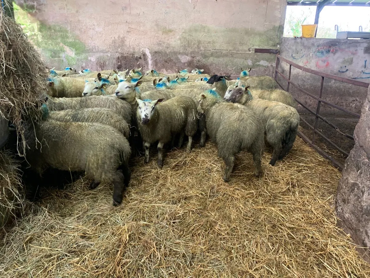 Texel Suffolk cross ewelambs - Image 1