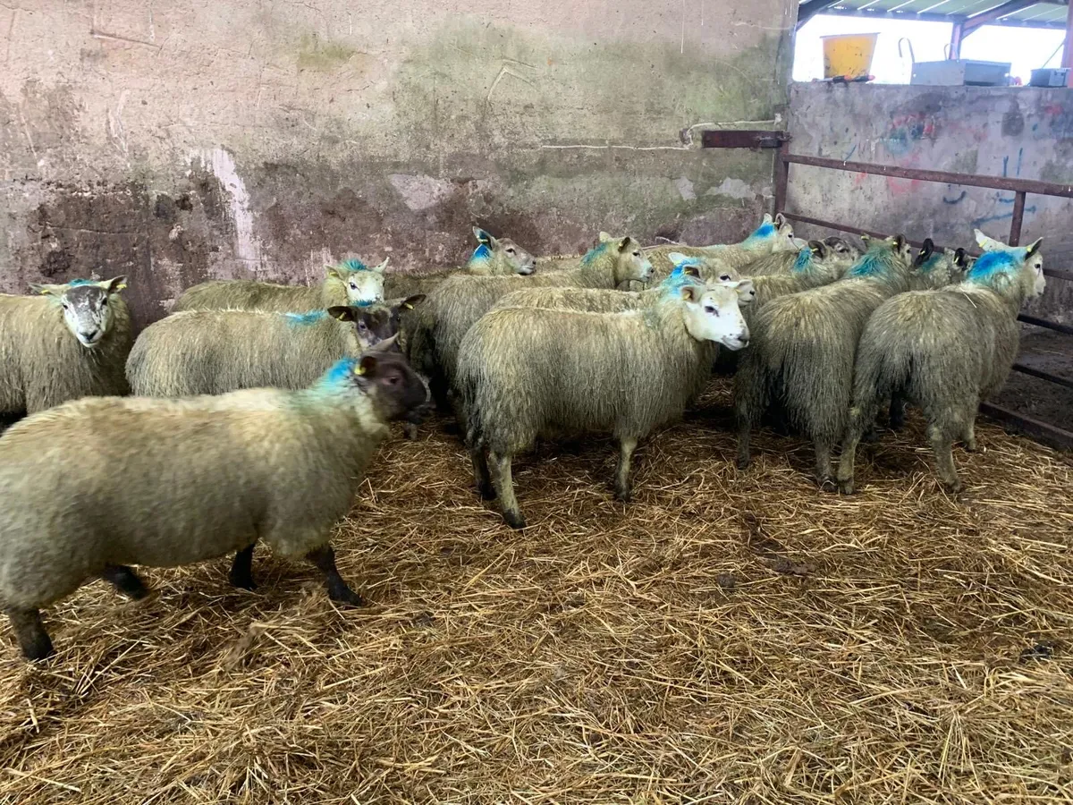 Texel Suffolk cross ewelambs - Image 2