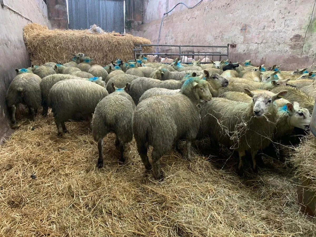 Texel Suffolk cross ewelambs - Image 3